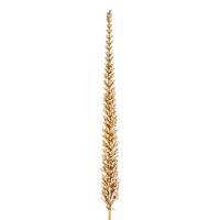Dege Pishe Dekorative Gold 40.5 Cm