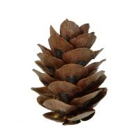 Boce pishe 50cp 3cm